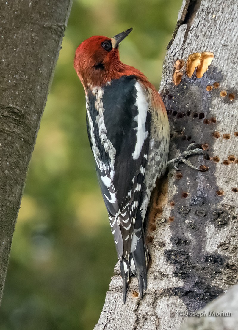 Red-breasted Sapsucker (ruber) - ML308584701