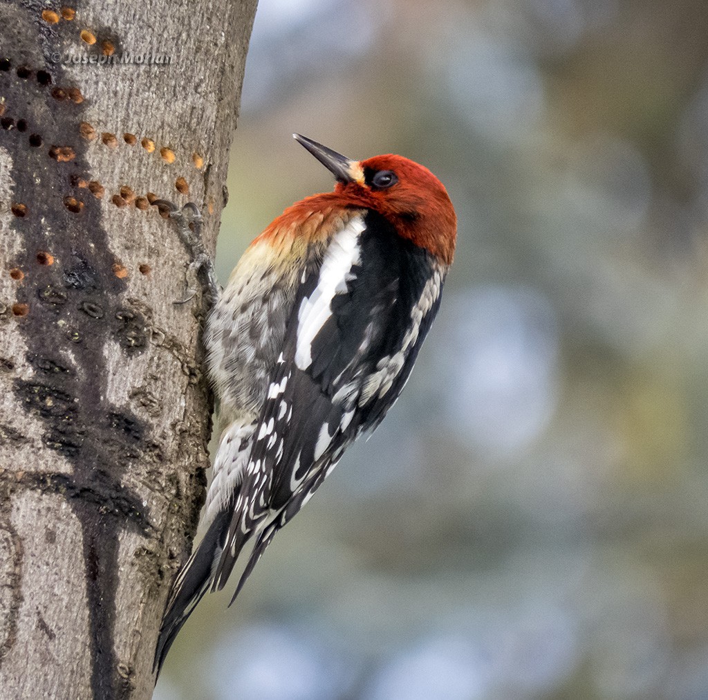 Red-breasted Sapsucker (ruber) - ML308584711