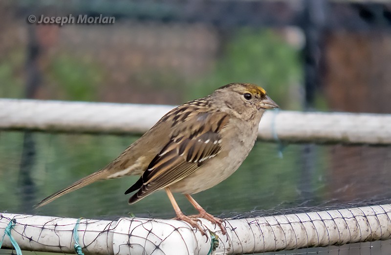 Golden-crowned Sparrow - ML308585161