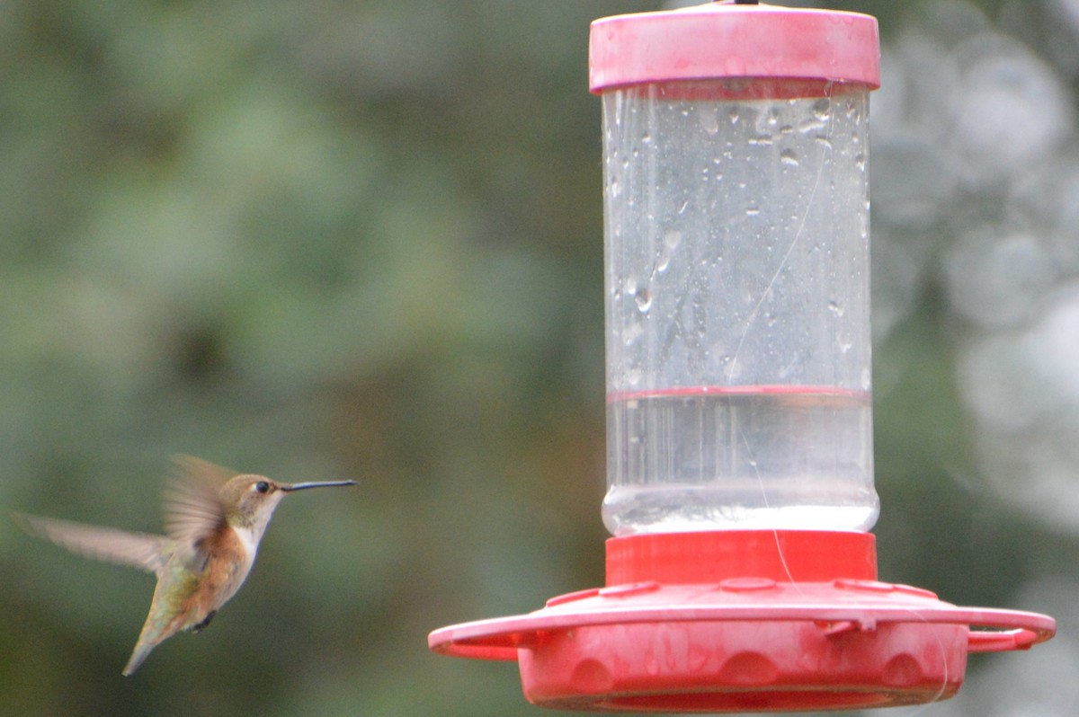 Rufous Hummingbird - ML308585171