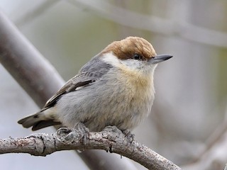 ヒメシャラ♡ チャガシラヒメゴジュウカラ - eBird