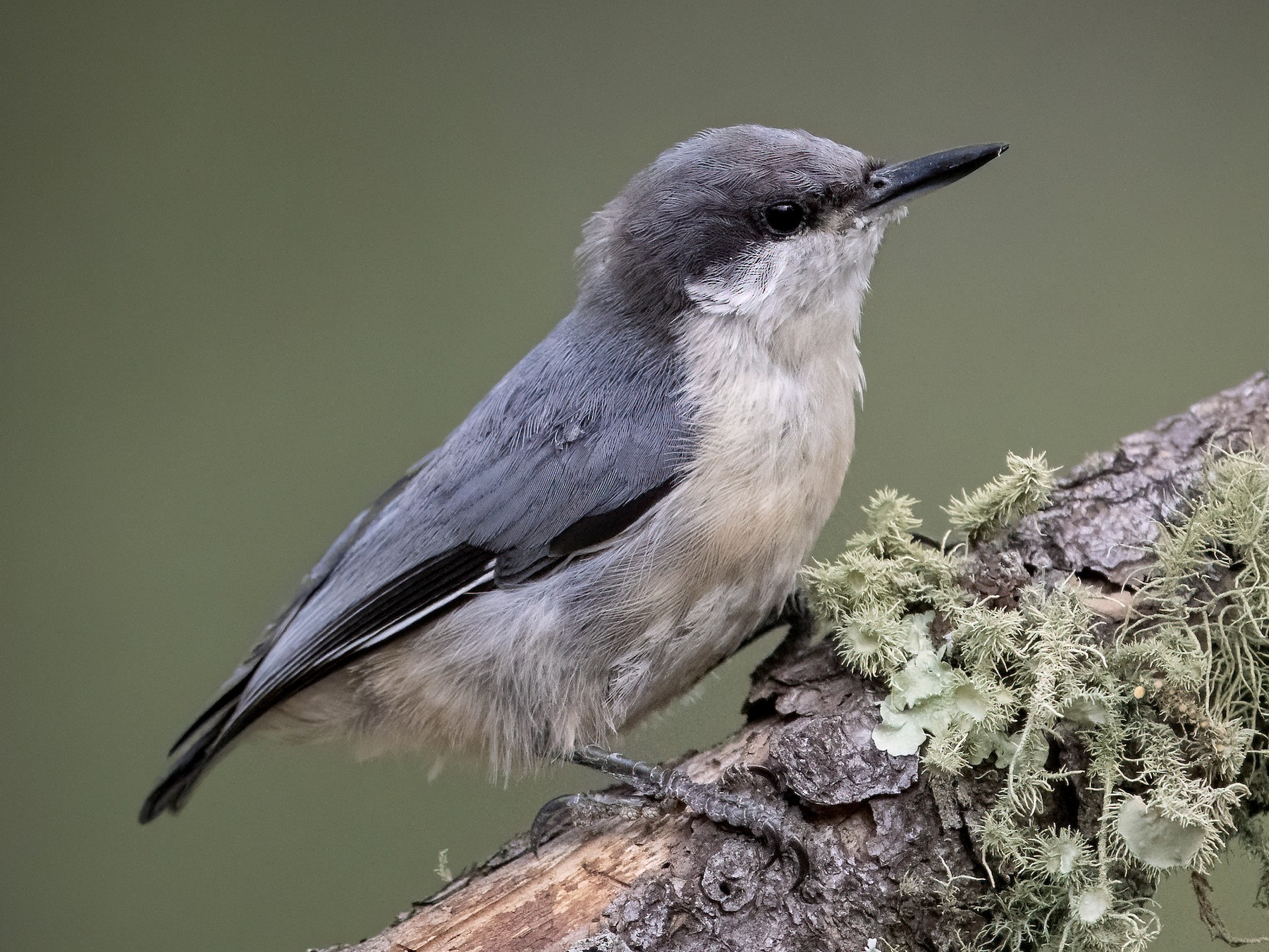 Pygmy Nuthatch - Bryan Calk