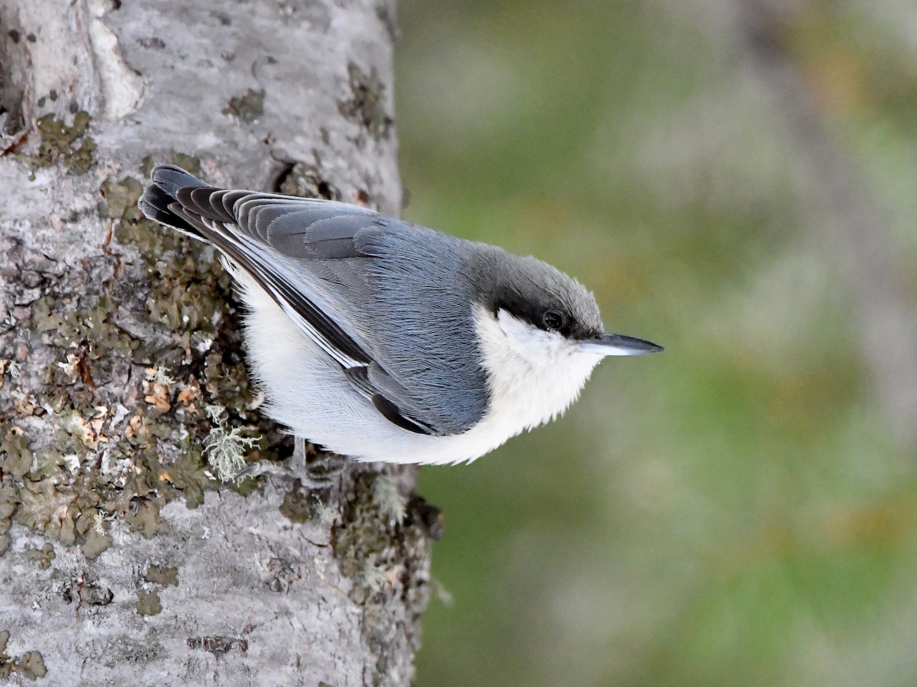 Pygmy Nuthatch - M Nagy