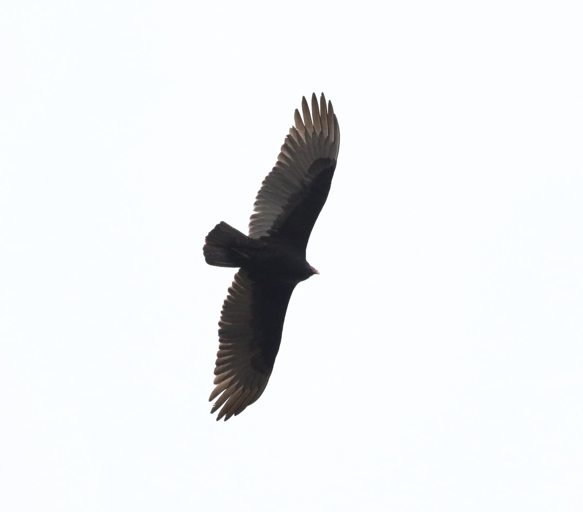 Turkey Vulture - ML308594031