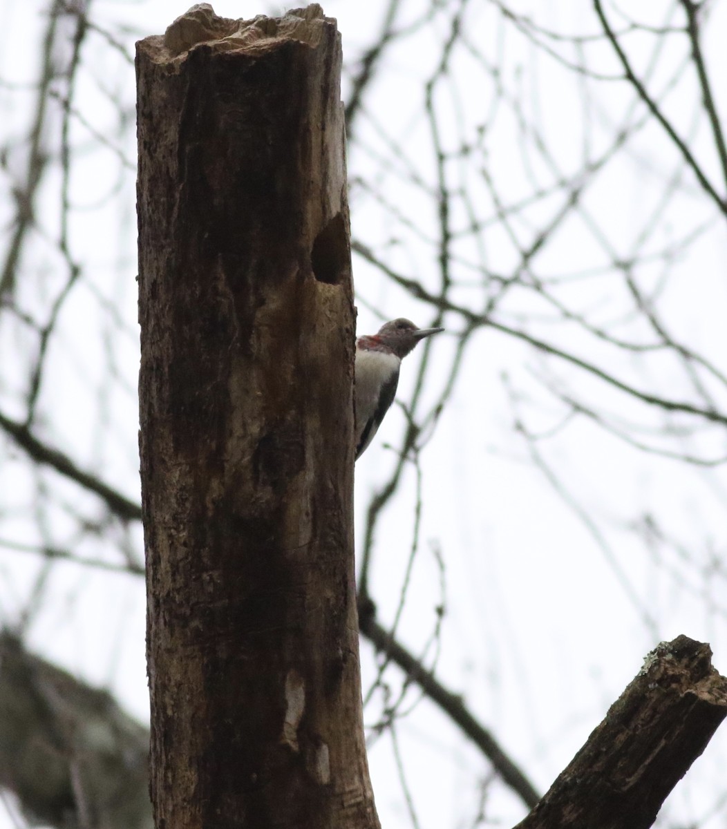Red-headed Woodpecker - ML308594091