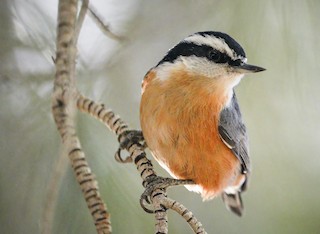 Red-breasted Nuthatch