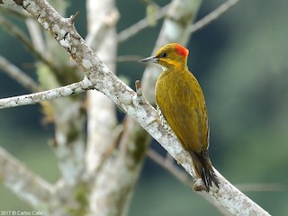  - White-throated Woodpecker