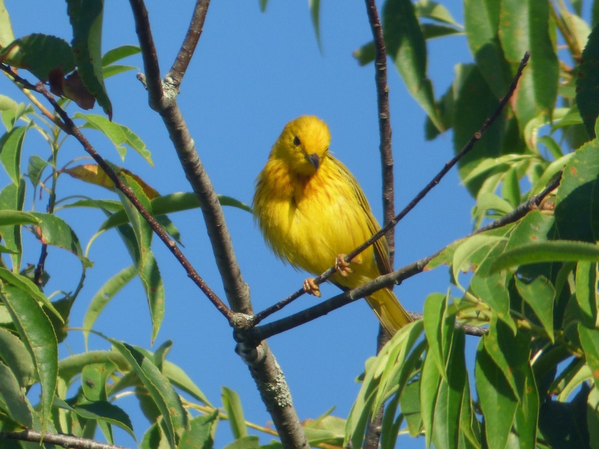 Yellow Warbler - ML30859741