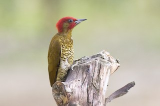  - Rufous-winged Woodpecker