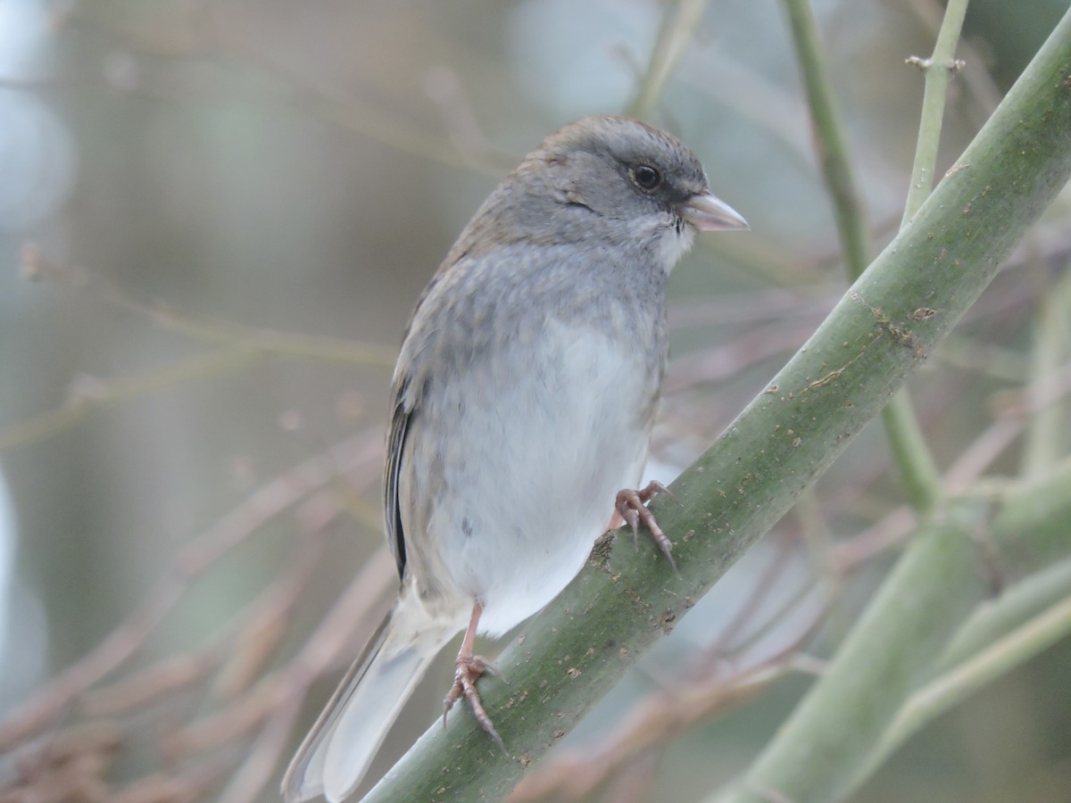 Dark-eyed Junco x White-throated Sparrow (hybrid) - ML308601291