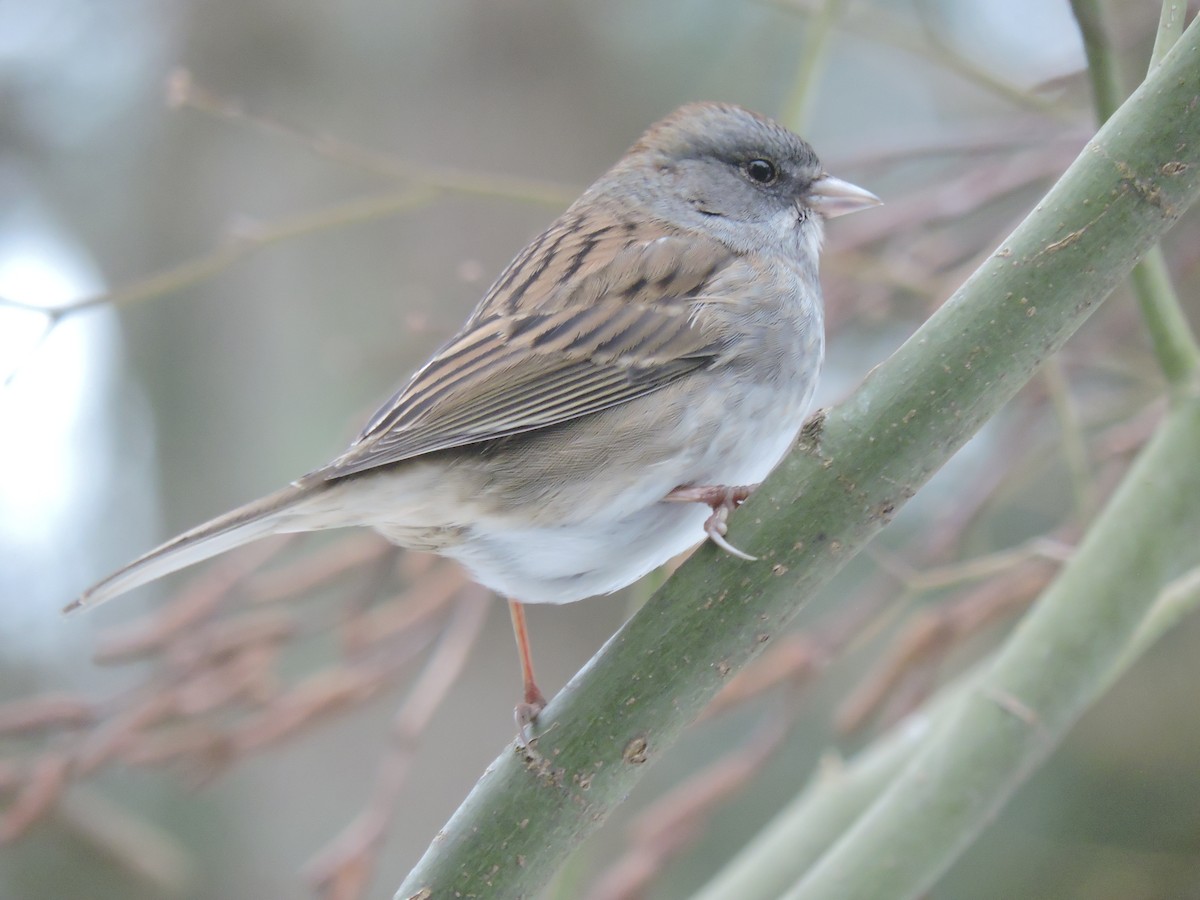 Dark-eyed Junco x White-throated Sparrow (hybrid) - Douglas Powless