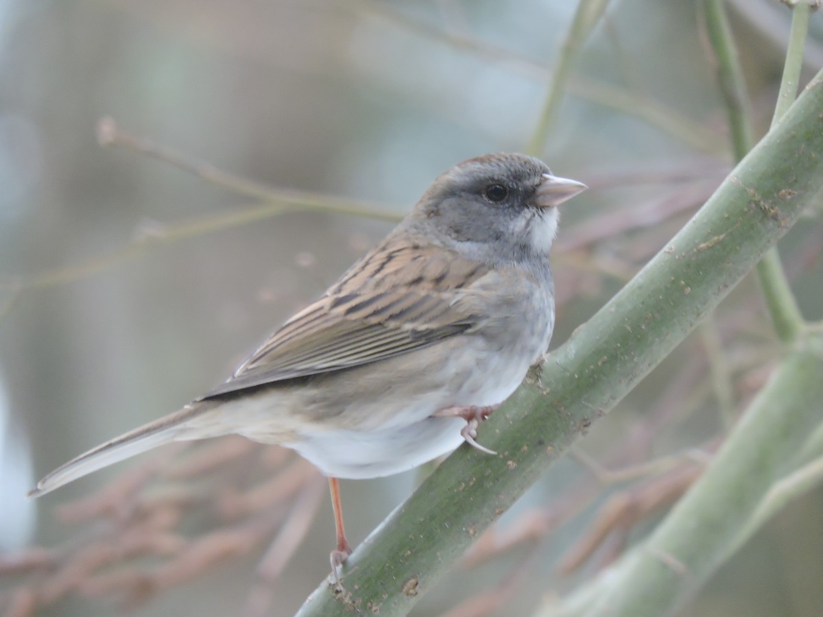 Dark-eyed Junco x White-throated Sparrow (hybrid) - ML308601911