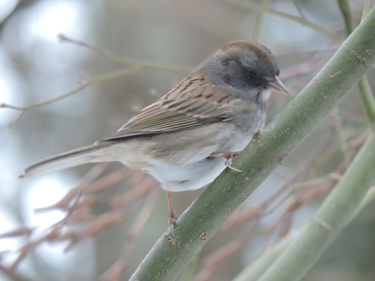 Dark-eyed Junco x White-throated Sparrow (hybrid) - ML308602341