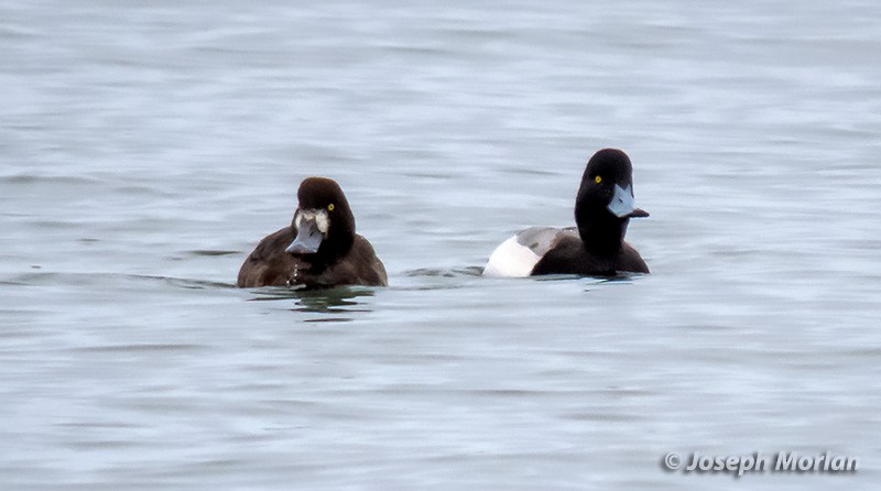 Greater Scaup - ML308602841