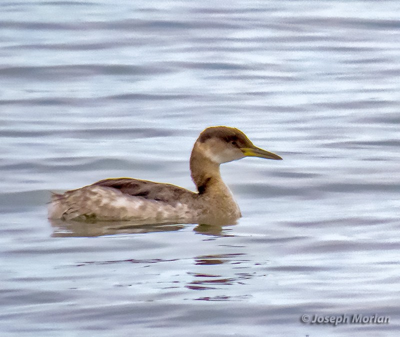 Red-necked Grebe - ML308602891