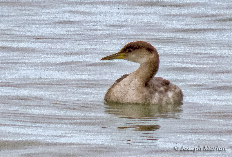 Red-necked Grebe - ML308602901