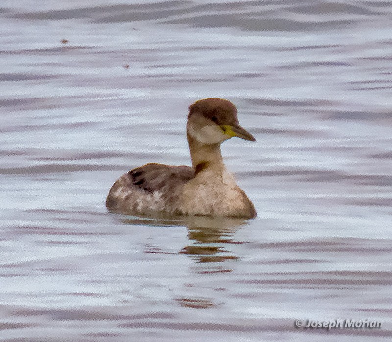 Red-necked Grebe - ML308602911