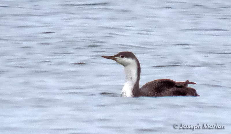 Red-throated Loon - ML308603111