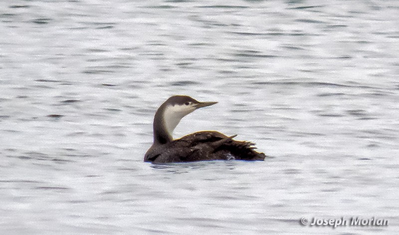 Red-throated Loon - ML308603131