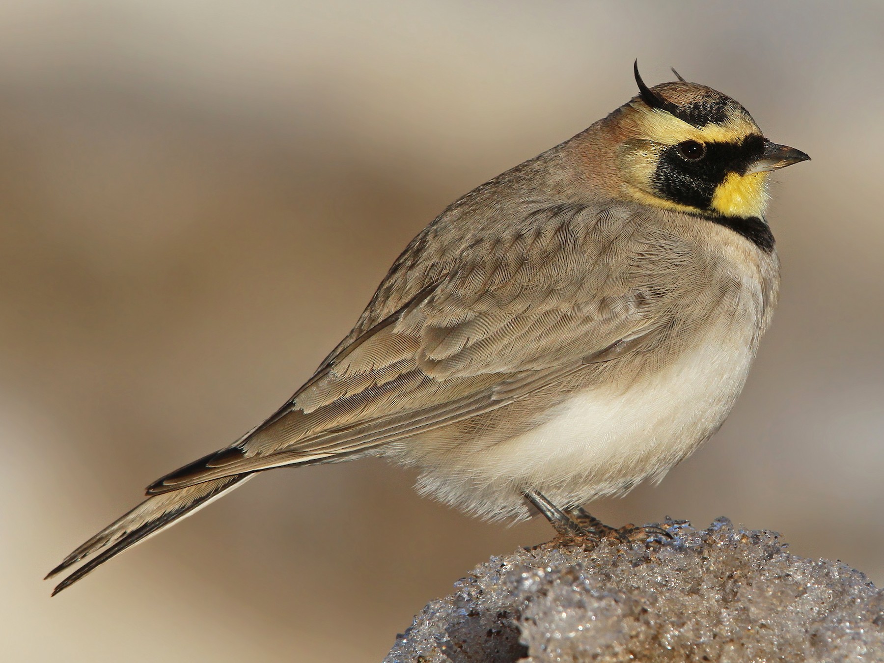 Shore Larks: Striking Birds Adapted to Thrive in the Harsh and Remote ...