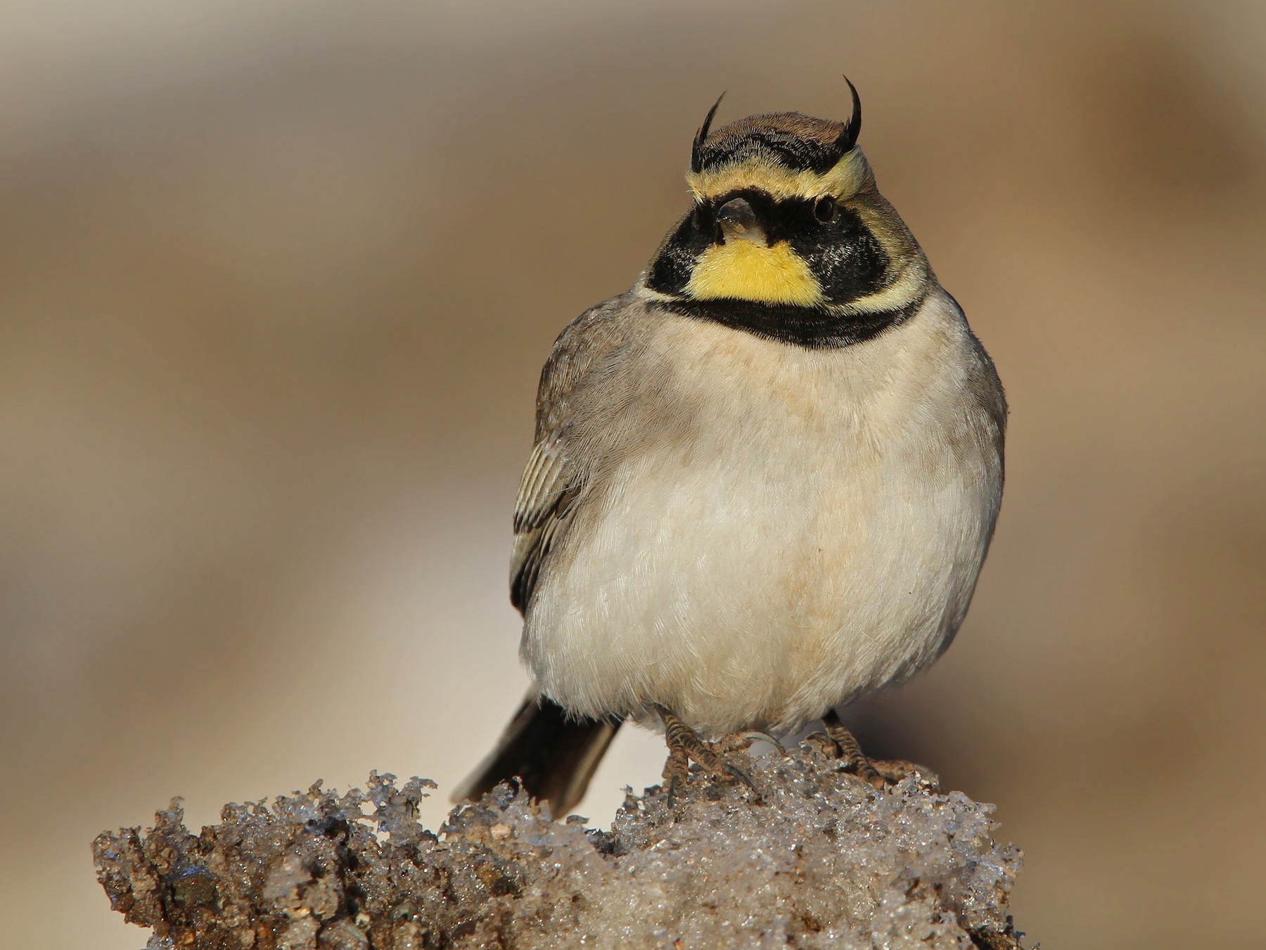 Horned Lark - eBird