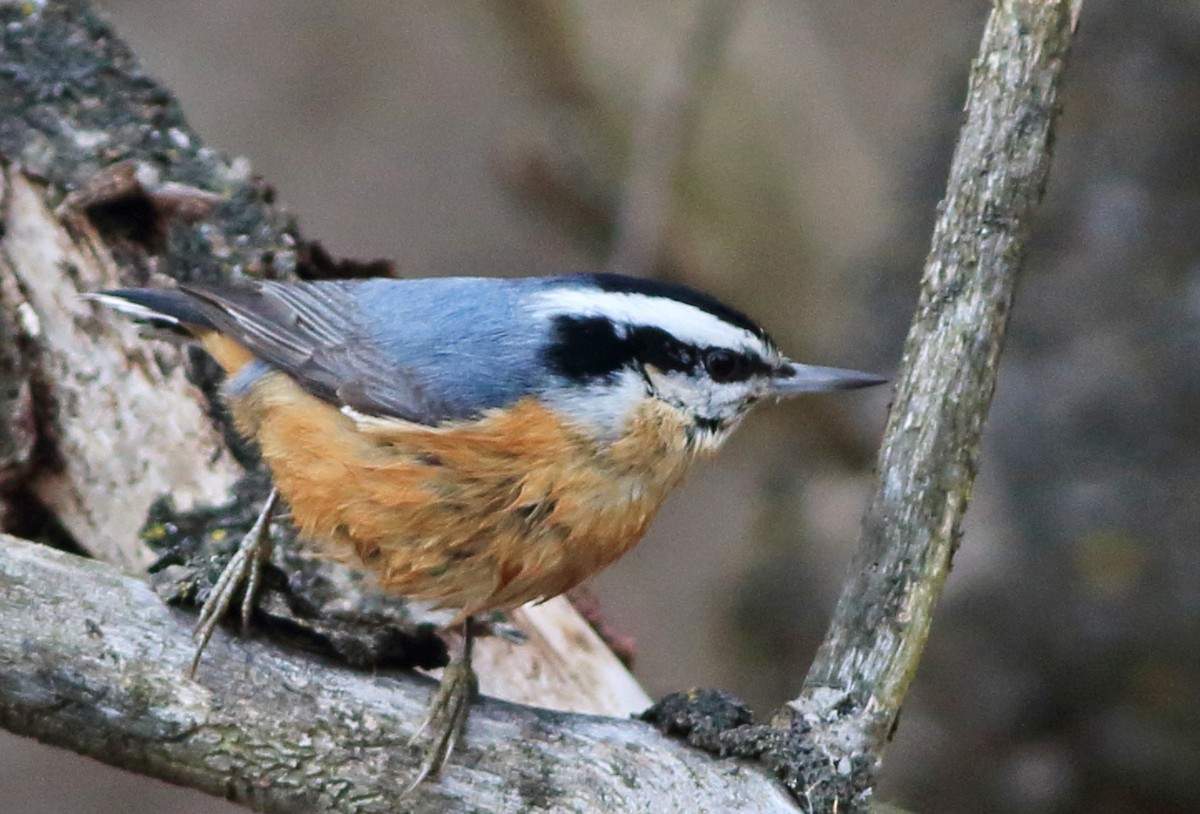 Red-breasted Nuthatch - Ajay R