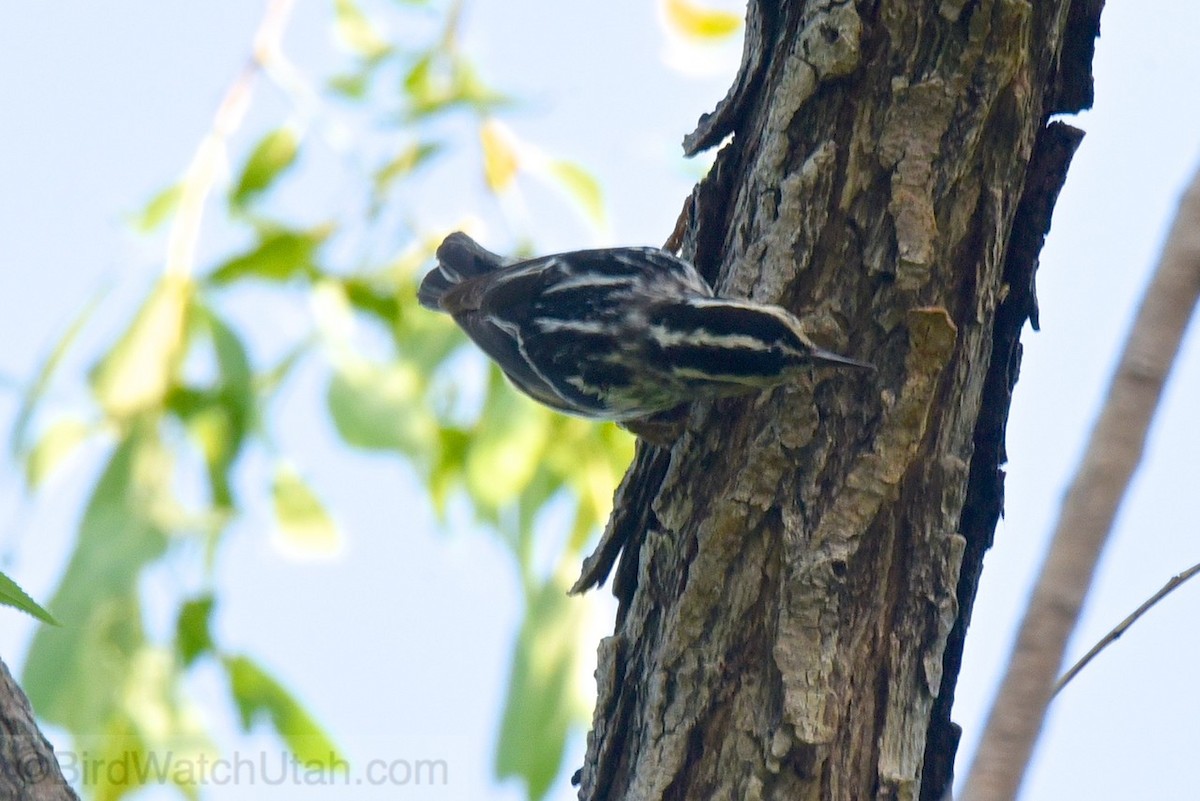 Black-and-white Warbler - ML30861621