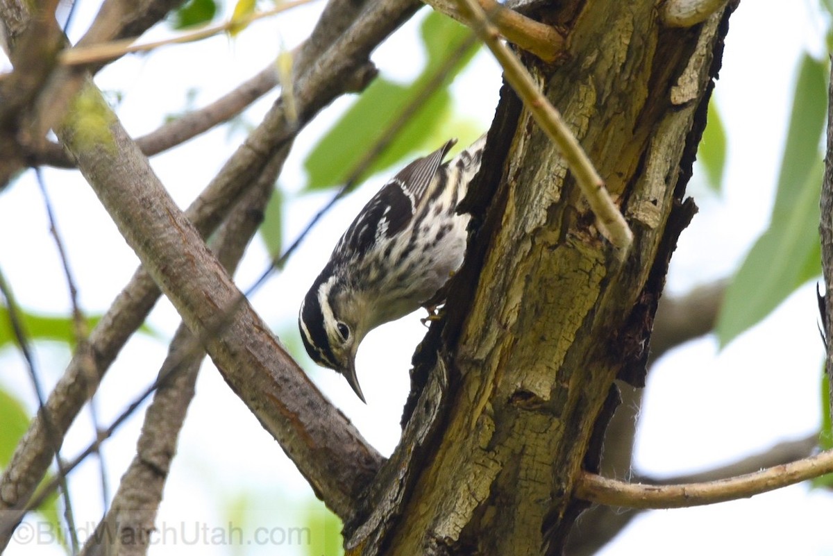 Black-and-white Warbler - ML30861631
