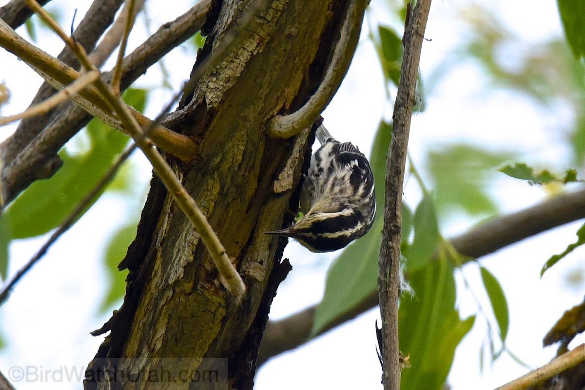 Black-and-white Warbler - ML30861641