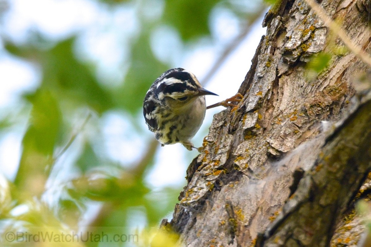 Black-and-white Warbler - ML30861651