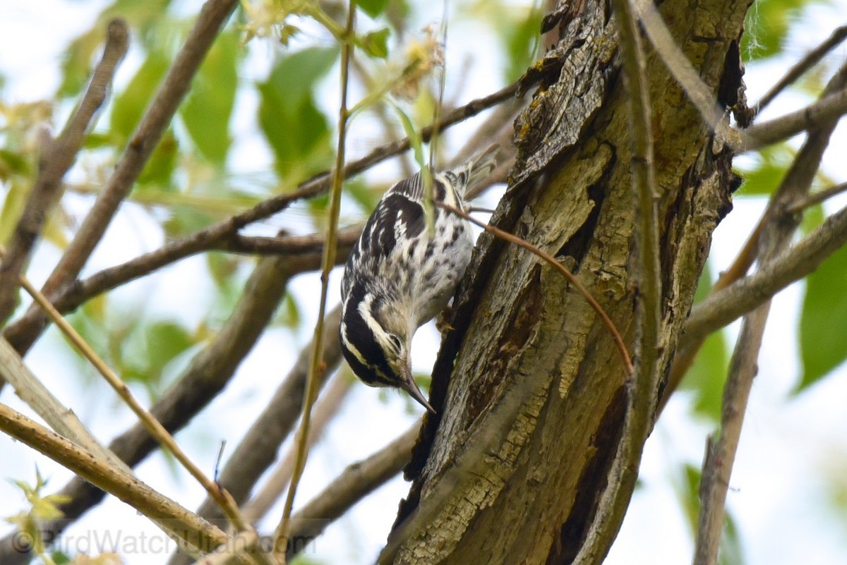 Black-and-white Warbler - ML30861661