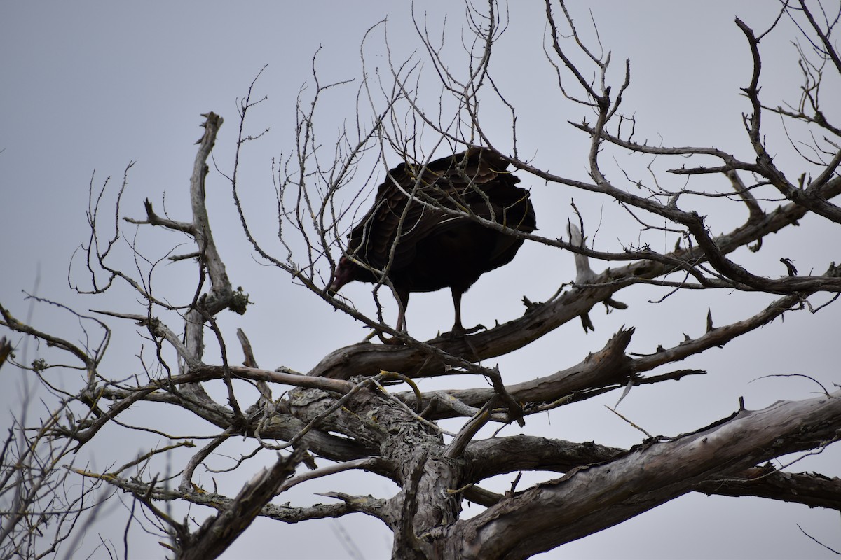 Turkey Vulture - Ethan Ring