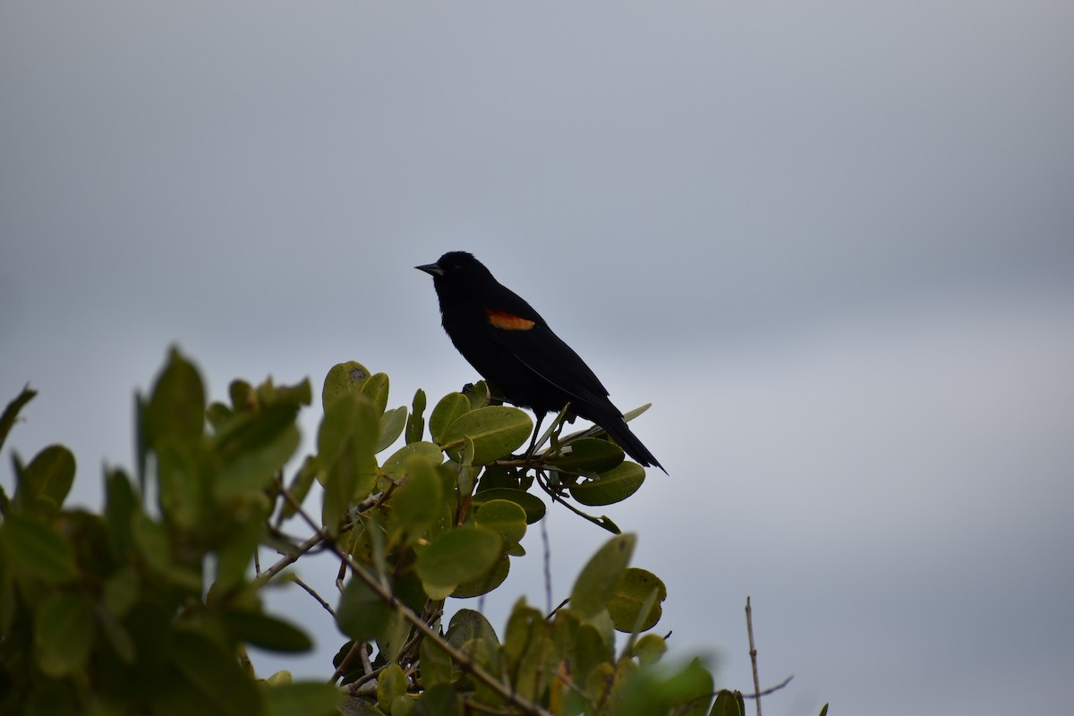 Red-winged Blackbird - Ethan Ring