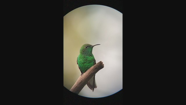 kolibřík měděnohlavý - ML308618551