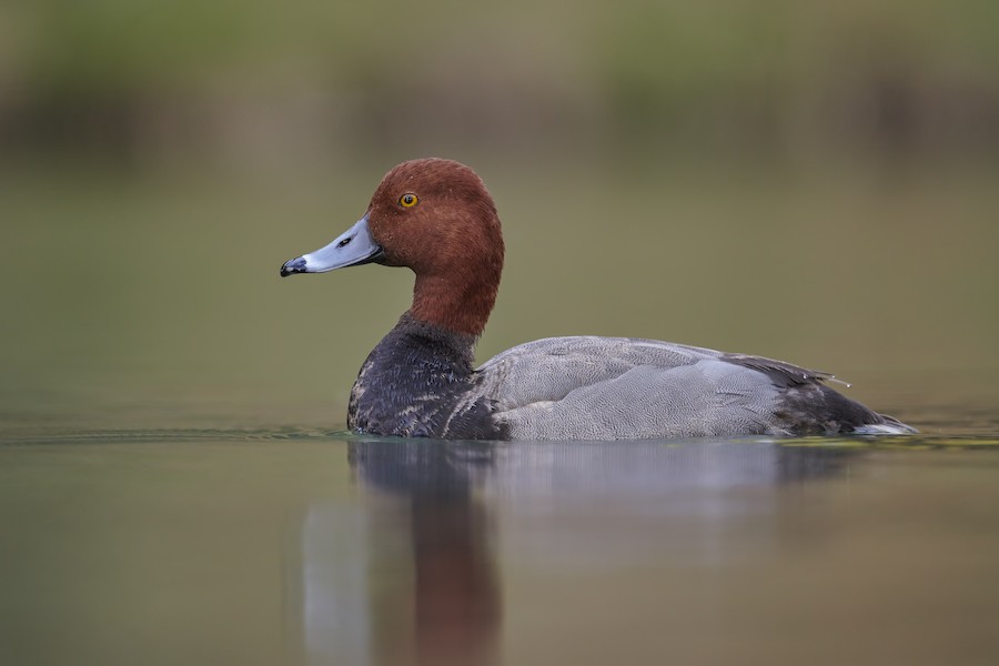 Redhead