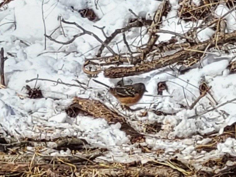 Spotted Towhee - ML308619941