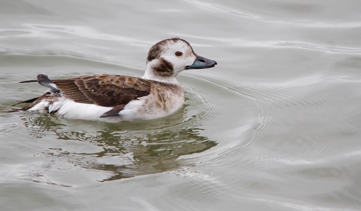 Long-tailed Duck - ML308627071