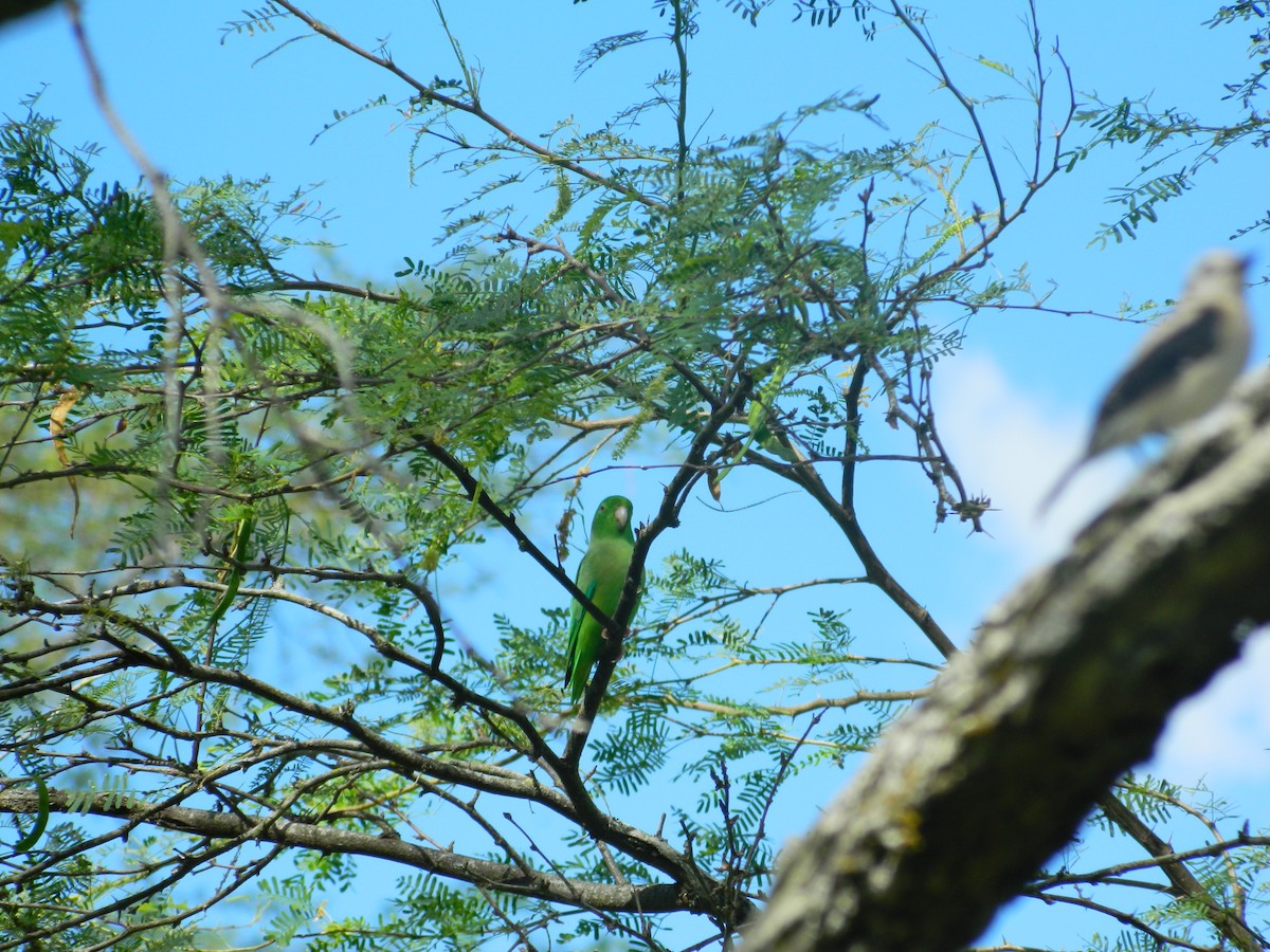 Yeşil Sokumlu Serçe Papağanı - ML308628781