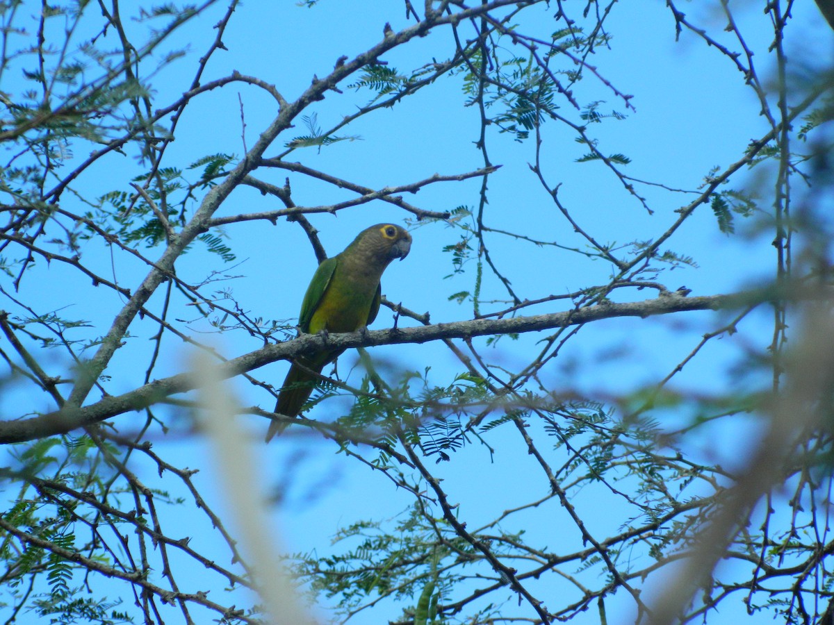 Brown-throated Parakeet - ML308628831