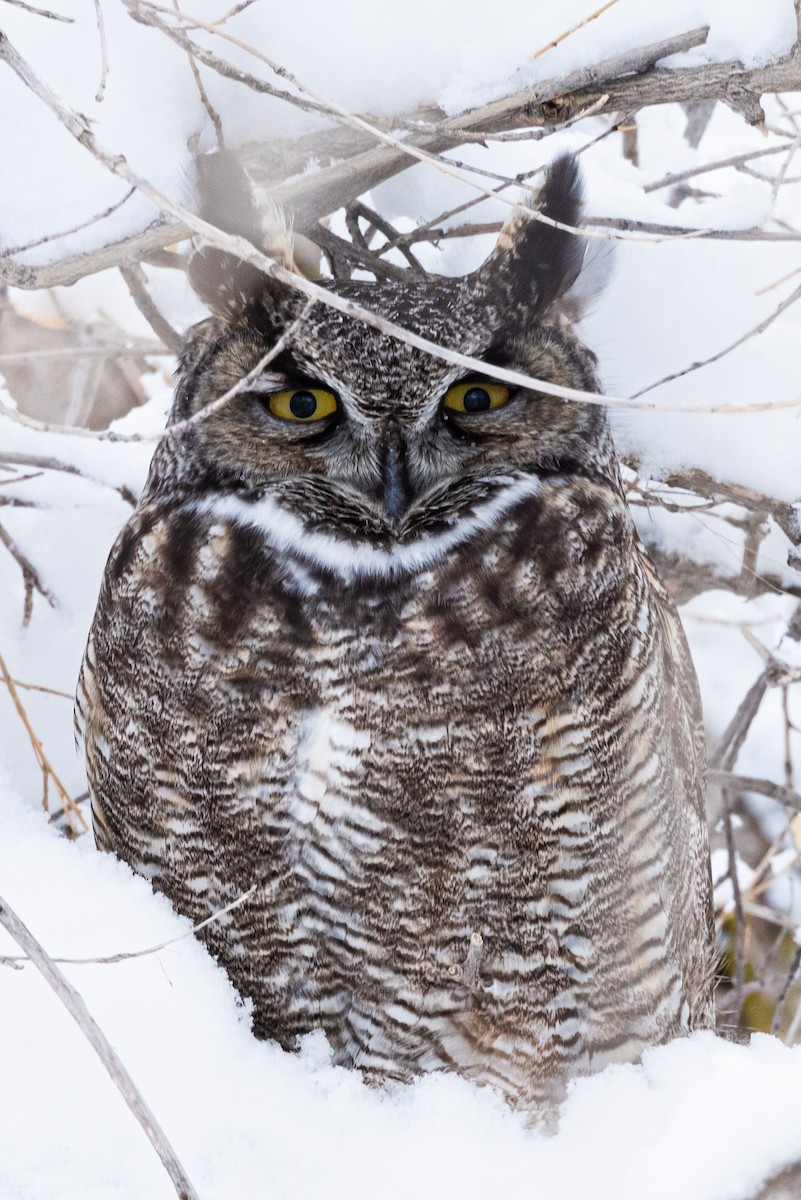 Great Horned Owl - Mike Thompson