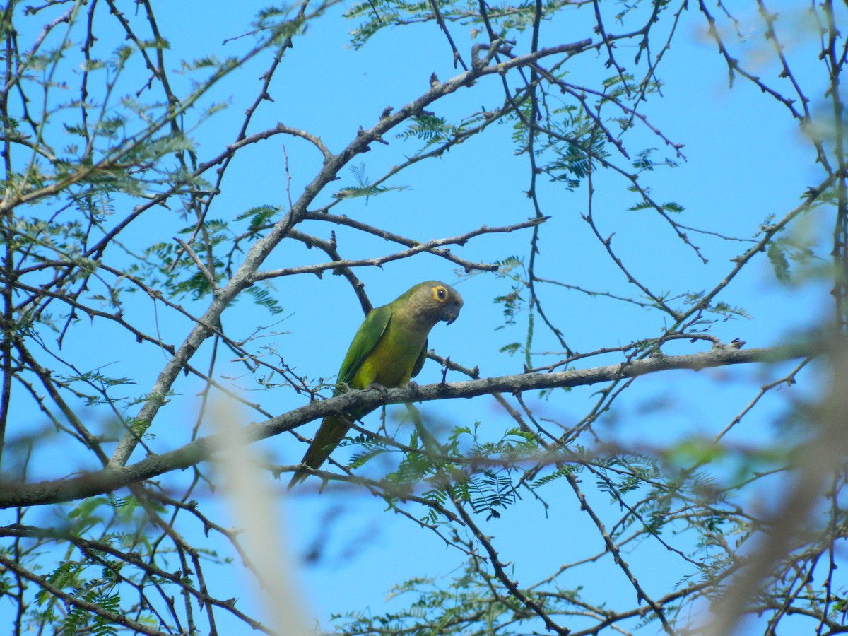 Brown-throated Parakeet - ML308629921