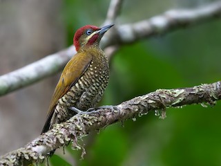  - Stripe-cheeked Woodpecker