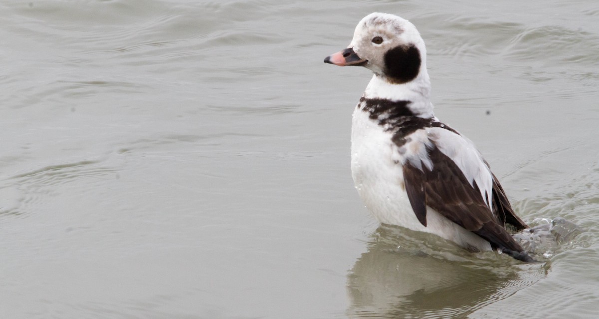 Long-tailed Duck - ML308631171