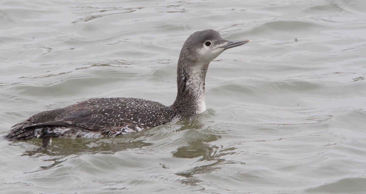 Red-throated Loon - ML308631251