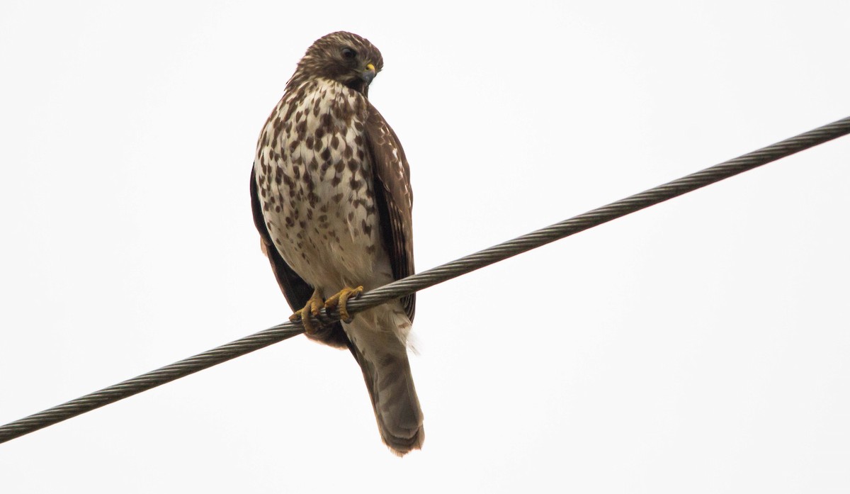 Red-shouldered Hawk (lineatus Group) - Nathan Tea