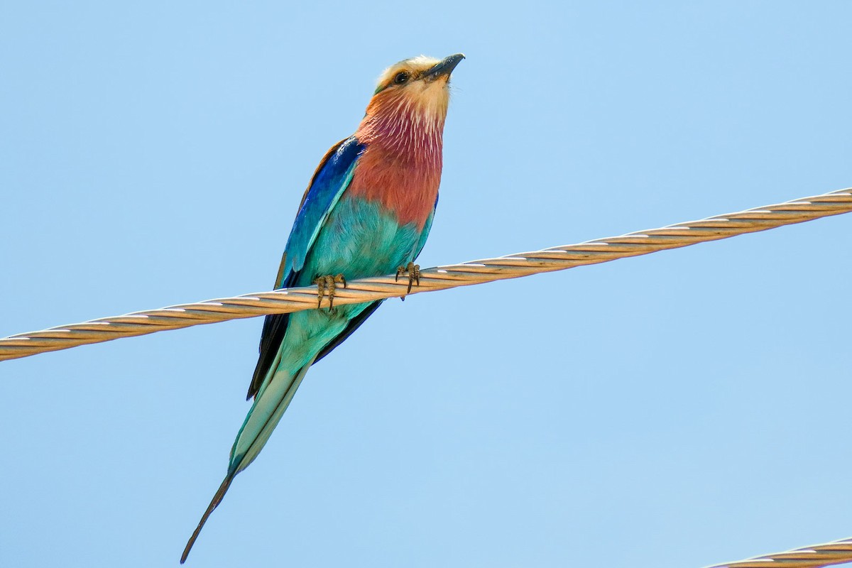 Lilac-breasted Roller - ML308635431