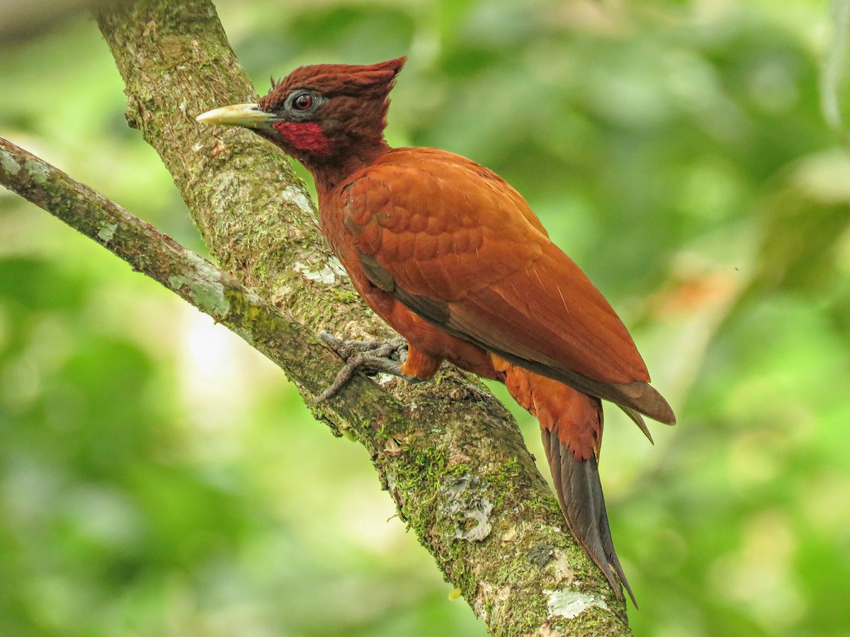 Chestnut Woodpecker - Celeus elegans - Birds of the World