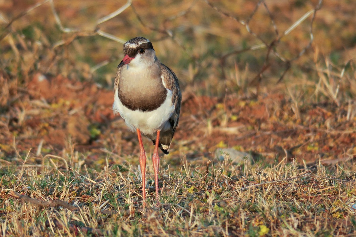 Crowned Lapwing - ML308635711