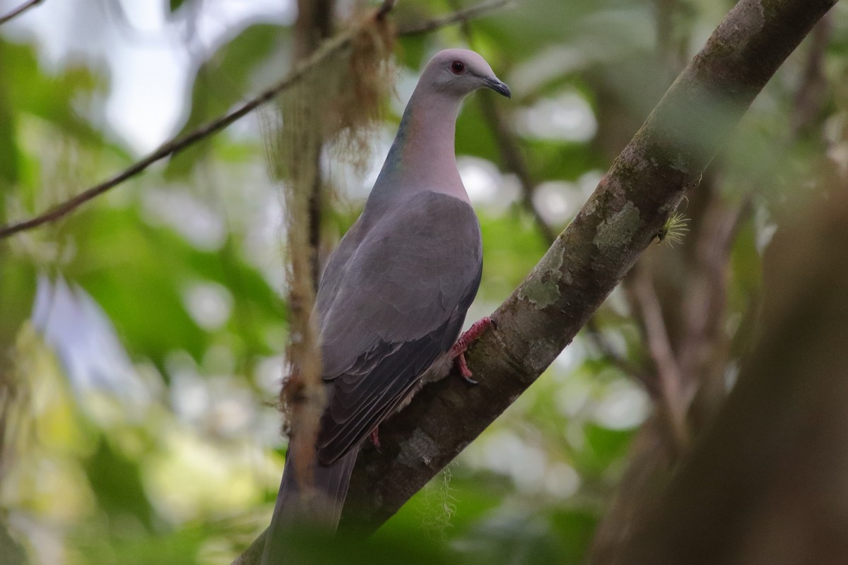 Ring-tailed Pigeon - ML308636391