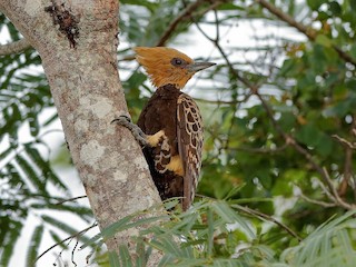  - Ochre-backed Woodpecker